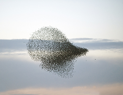 des motifs mathématiques sont crées par les êtres vivants, ici une nuée d'oiseaux