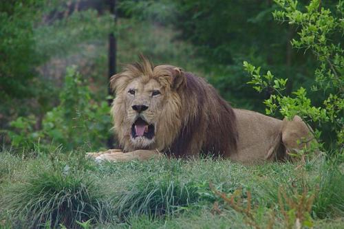 Lion,_Parc_Zoologique_de_Paris,_13_July_2015